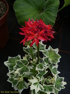 Pel. Hybr. Ice Glow.JPG