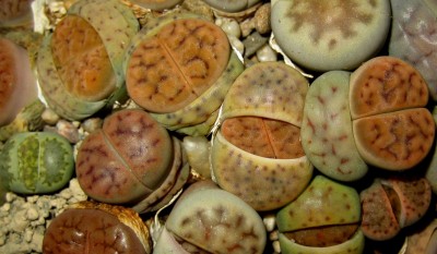 lebende-Steine-Lithops-221.jpg