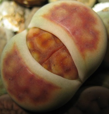 lebende Steine Lithops 214.jpg