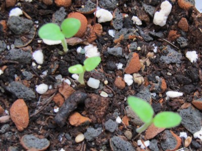 Pelargonium reniforme.jpg