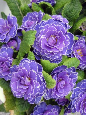 primel Blau gefüllt_8335.jpg