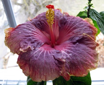 Hibiscus Persian Rug_8337.jpg