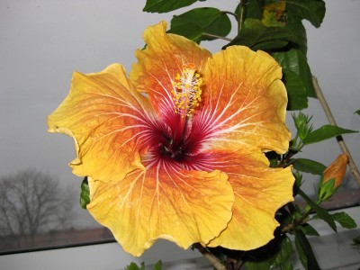 Hibiscus Oliver_8342.jpg