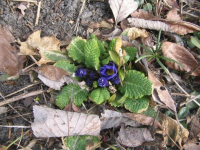 April2013 009.JPG