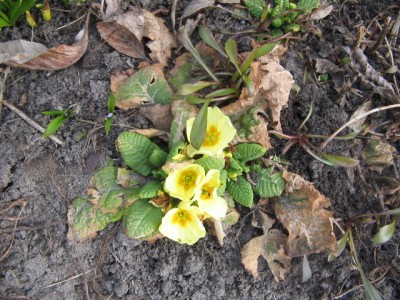 April2013 010.JPG
