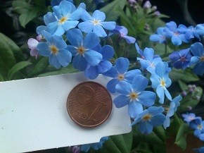 Myosotis.jpg