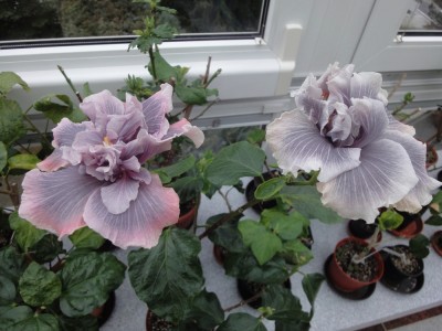 DSC05126 Marianne Charlton Duo.jpg