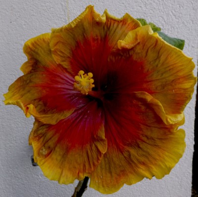 Midnight Serenade verkl2.jpg