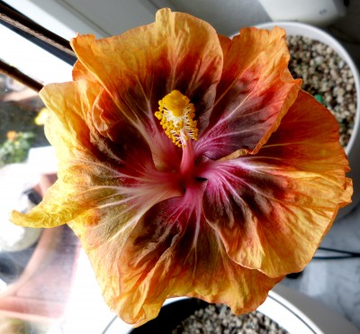 P1130102 Jaeanette Ellif verkl .jpg