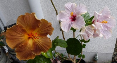 P1130083 viktorian Angel Black JAck verkl.jpg