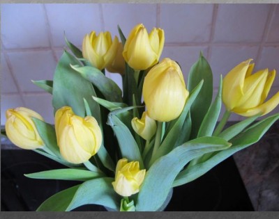 Tulpen.JPG