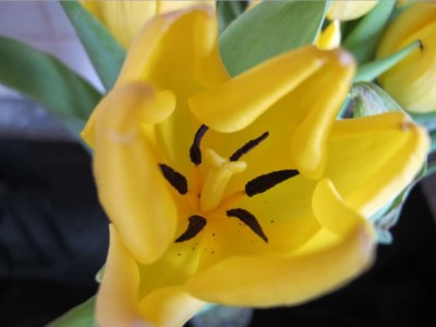 Tulpe.JPG