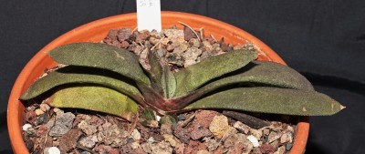 Gasteria glomerata 2012-39 (1a).jpg