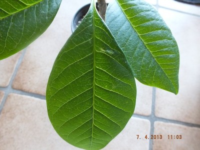 Plumeria 012 Bild 2.jpg