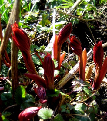 Frühlingsboten-0521.jpg