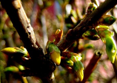 Frühlingsboten-053.jpg