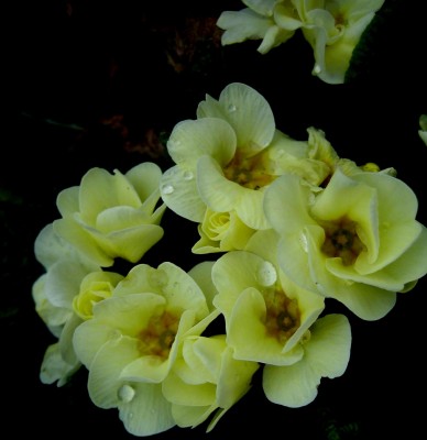 Frühlingsboten-079.jpg