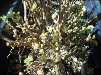 Cola-Kraut 07.04.13.jpg