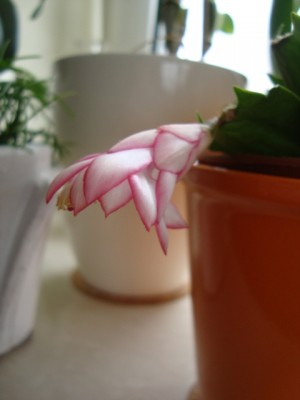 Schlumbergera (1).JPG