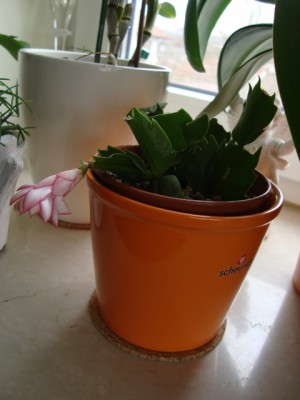 Schlumbergera (2).JPG