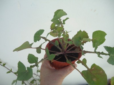 DSC05007 (800x600).jpg