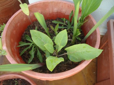 DSC05006 (800x600).jpg