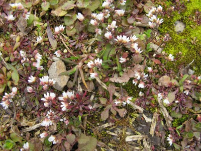 Erophila praecox.jpg