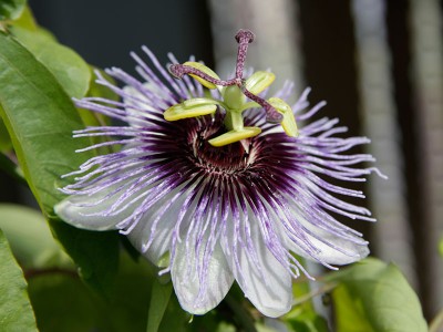 120531_passiflora_caerulea_bluete.jpg