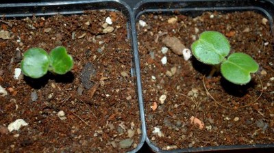 Uncarina 002yy.jpg