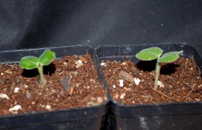 Uncarina 001yy.jpg