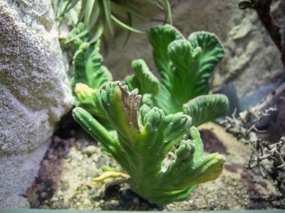 20130407_Terrarien_004.jpg
