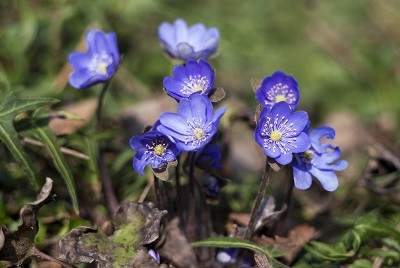 hepatica2.jpg