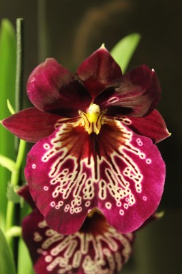 Orchideenblüte 1 am 5.4.2013.jpg