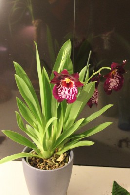 Orchidee 1 am 5.4.2013.jpg