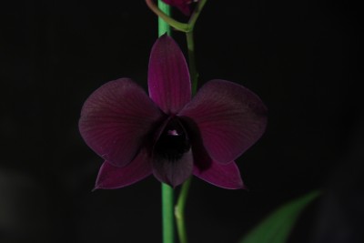 Orchideenblüte 2 am 5.4.2013.jpg