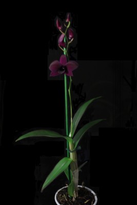 Orchidee 2 am 5.4.2013.jpg