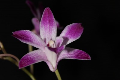 Orchideenblüte 3 am 9.4.2013.jpg