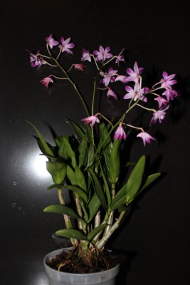 Orchidee 3 am 9.4.2013.jpg