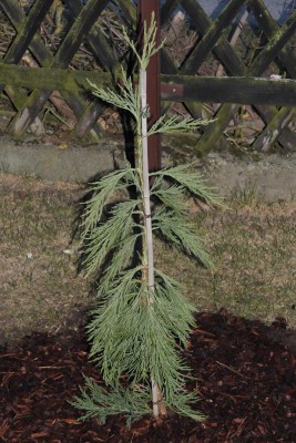 Sequoiadendron giganteum pendulum 2 am 8.4.2013.jpg