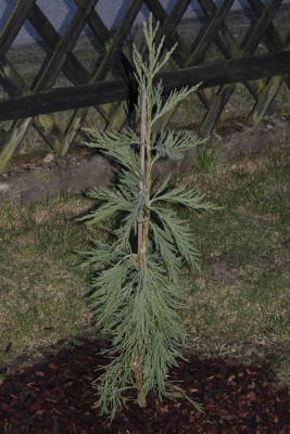 Sequoiadendron giganteum pendulum 1 am 8.4.2013.jpg