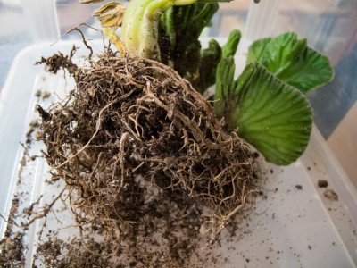 20130408_Terrarien_003.jpg