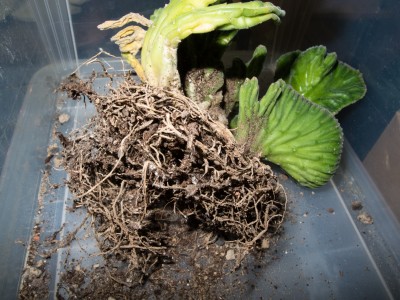 20130408_Terrarien_002.jpg