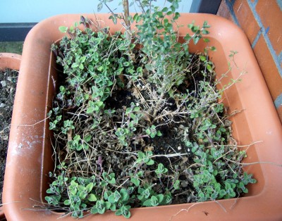 Katzenkräuter (1).JPG