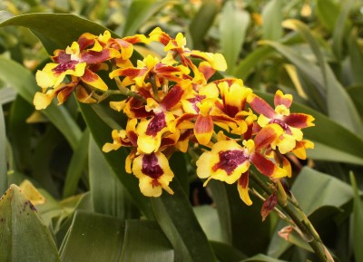 Oncidesa Hwuluduen Chameleon (1).jpg