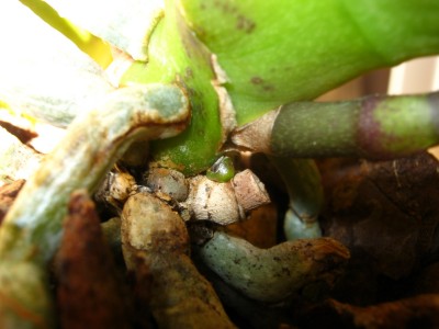 IMG_3572.JPG