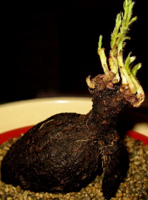 sukkis-008.jpg