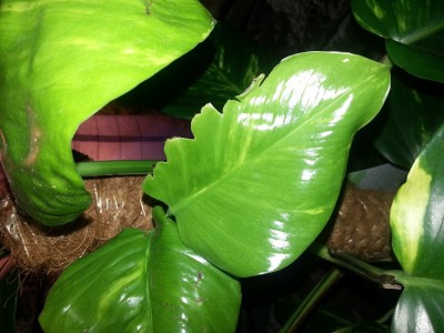 20130408_221906.jpg