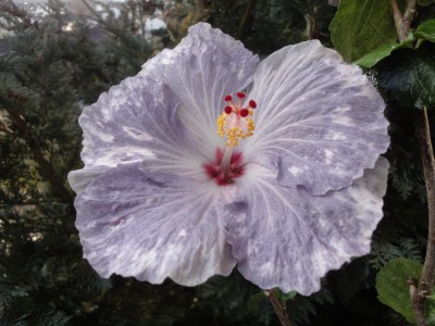 DSC05170 Snow on the mountain.jpg