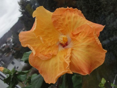 DSC05198 Mattiacis Mandarin.jpg