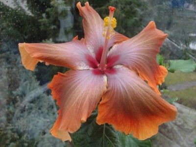 DSC05207 Sophistication.jpg